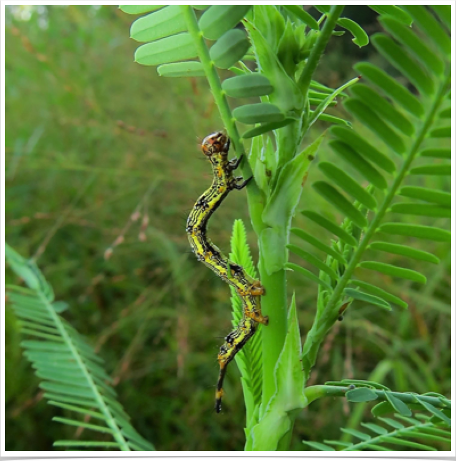 Legume Caterpillar on Sesbania
Selenisa sueroides
Pickens County, Alabama